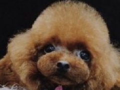 宠物萌系造型——贵宾犬花生头