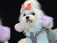 宠物萌系造型——马尔济斯