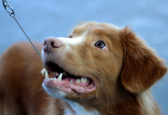 训犬师培训课程