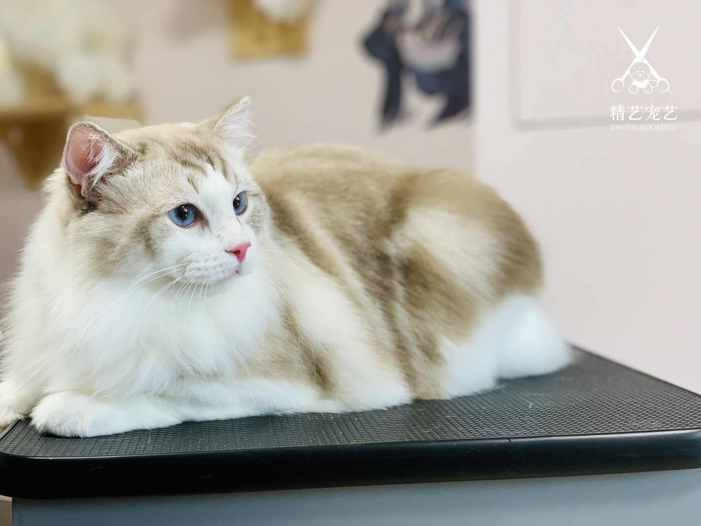 宠物美容：猫咪低压力皮毛洗护课程